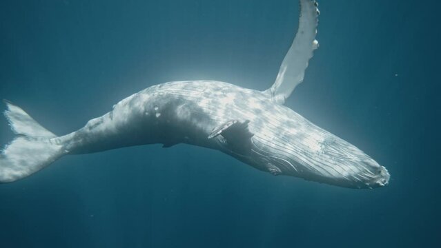Humpback whale white belly raised to sky as pectoral fins wrap spinning in slow motion