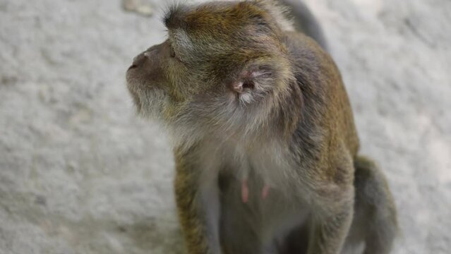 High angle view of monkey sitting on ground chewing, shallow depth of field