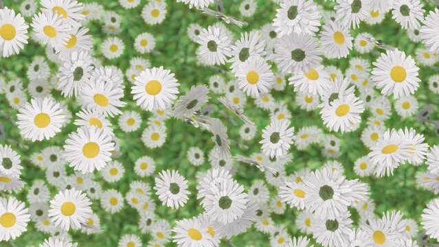 Daisy Easter flower loop tile background swirling. This 3d animation is loopable and tileable.