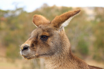 kangaroo in the grass
