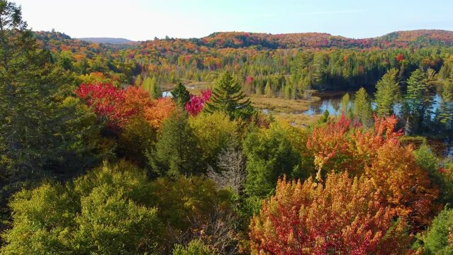 Reddish colors paint arrival of autumn in picturesque  forest. Montreal, Canada