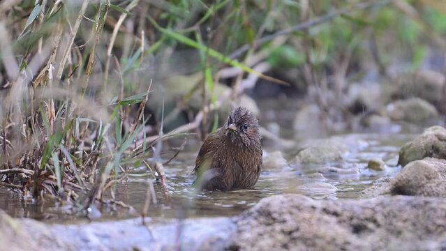 Streaked laughingthrush is  taking a quick birdbath in a Water Stream