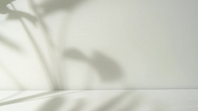 white background with leaf shadow overlay