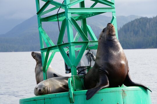 Sea lions on the Buoy - Alaska