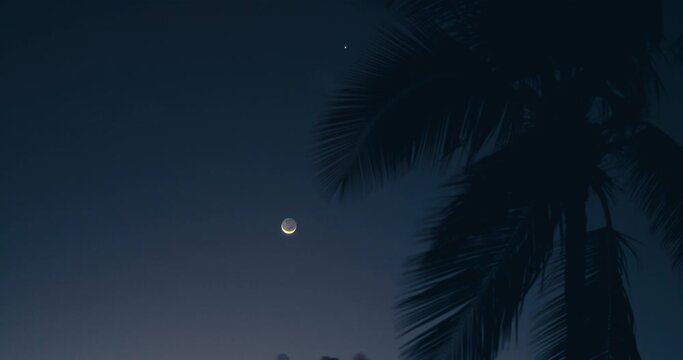 Tropical night summer beach, starry sky over sea and palm tree leaves silhouette. Nature background of vacation travel destinations