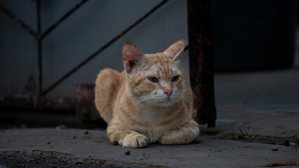 cat on the fence