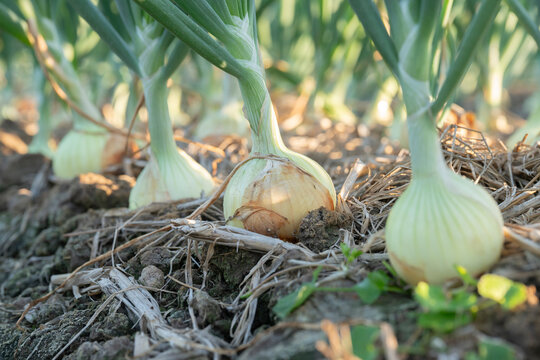 Close up shot onion bulb