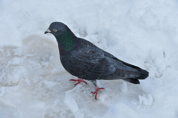 雪の上に佇む鳩