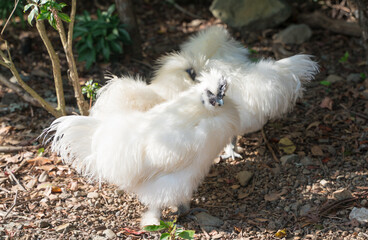 伊勢神宮　内宮の神鶏（しんけい）
