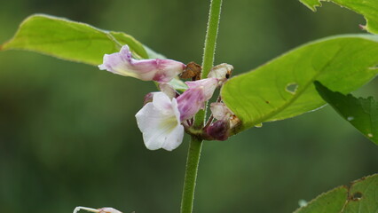 The beautiful pink sesame seed flower on the tree
