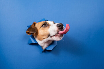 Funny dog jack russell terrier leans out of a hole in a paper blue background. 