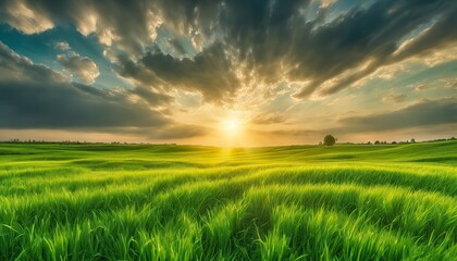 Fototapeta na wymiar a sunset over a green field with the sun shining through the clouds and the sun shining through the leaves, wind moving green grass, panoramic view, summer scenery