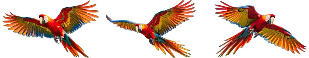 Fototapeta premium Collection of PNG. Parrot isolated on a transparent background.
