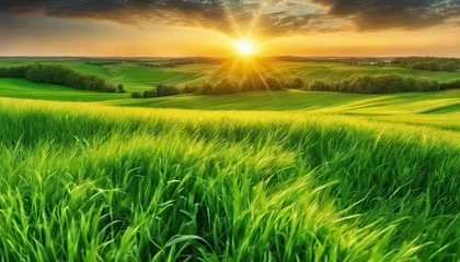 Papier Peint photo Lavable Vert a sunset over a green field  with the sun shining through the clouds and the sun shining through the leaves,  wind moving green grass, panoramic view, summer scenery