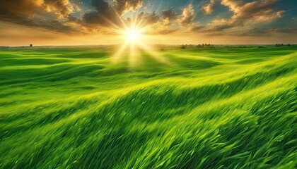 Fototapeta na wymiar a sunset over a green field with the sun shining through the clouds and the sun shining through the leaves, wind moving green grass, panoramic view, summer scenery
