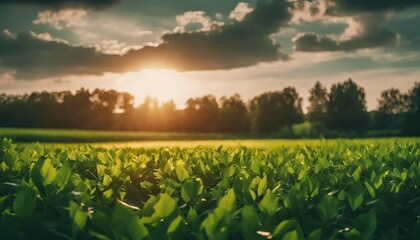 a sunset over a green field  with the sun shining through the clouds and the sun shining through the leaves,  wind moving green grass, panoramic view, summer scenery