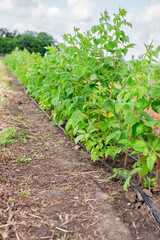 Fototapeta na wymiar Raspberry plantation with automatic watering on a fruit farm. Hoses with drip irrigation lie along the row with bushes