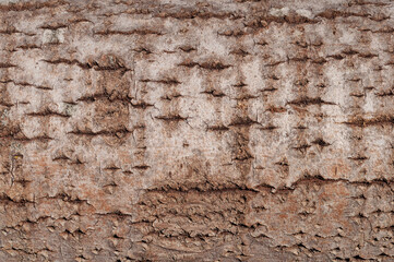 Old aspen bark surface  texture