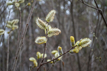 Blooming willow branch