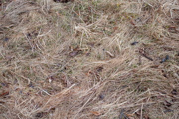 Closeup of dry grass on the meadow
