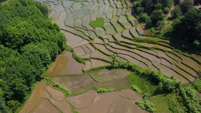 Wonderful agriculture riverside valley rice paddy field muddy pond shapes pattern rice farm harvest season aerial forest landscape rural life iran countryside natural irrigation concept local people