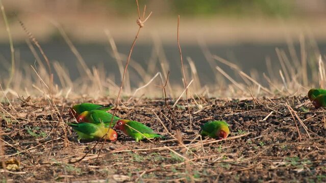 Flock Of Colorful Fischer's Lovebirds Foraging On The Ground In Tanzania. wide shot