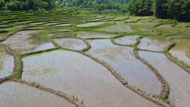 wonderful green landscape of forest life rice paddy farm field terrace village in countryside traditional water irrigation in farm local people working produce food material background mountain hills