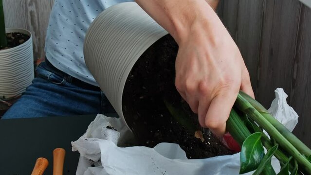 Transplanting home potted plant zamioculcas into new pot. Waking Up Indoor Plants. Replant in new ground, male hands caring for tropical plant, sustainability and environment. Spring Houseplant Care