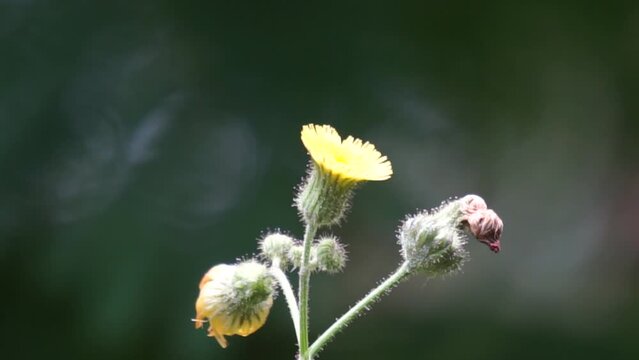 Sonchus asper (prickly sow-thistle, rough milk thistle, spiny sowthistle, dalgiyu). Traditionally used for the treatment of various ailments associated with liver, lungs and kidneys