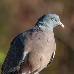 Portrait von einer Taube