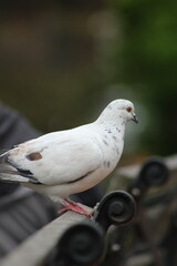 White Pigeon.