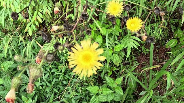 Sonchus asper (prickly sow-thistle, rough milk thistle, spiny sowthistle, dalgiyu). Traditionally used for the treatment of various ailments associated with liver, lungs and kidneys
