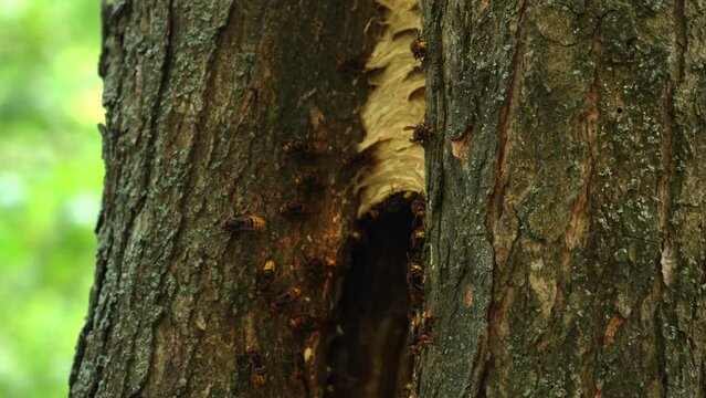 European hornet (Vespa crabro) A group of hornets flying near their nest. Video