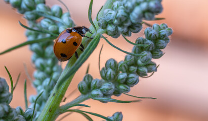 A ladybug on a flower in close-up.