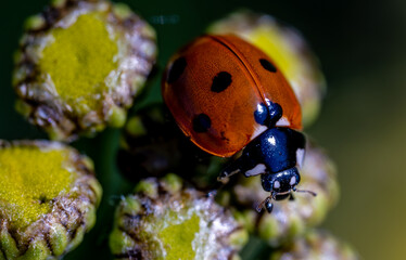 A ladybug on a flower in close-up.