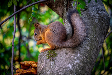 Naklejka na ściany i meble A squirrel sits on a tree in summer and eats a nut.