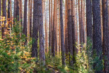 A pine forest illuminated by the sun on a summer day.