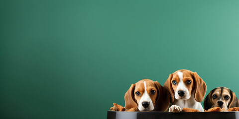 Beagle tricolor puppies are posing in wooden box, cute doggies or pets playing on grey wall, cute white-braun-black doggies or pets playing on grey. 