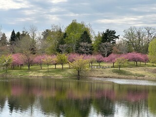Fototapeta na wymiar 春の公園と桜