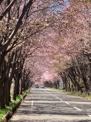 山桜のネックレスロード