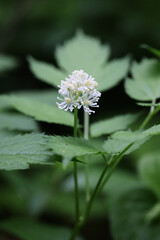 Baneberry, Actaea spicata, also known as Bugbane, Herb christopher or Toadroot, wild poisonous plant from Finland