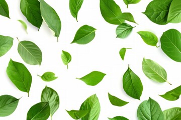 Fototapeta premium falling green leaves plum tree tea isolated white background