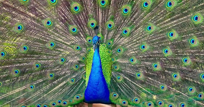 Peacock bird with fanned open tail dance, colorful peacock feathers eyes pattern outdoor