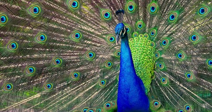 Peacock bird with fanned open tail dance, colorful peacock feathers eyes pattern outdoor in a tropical forest