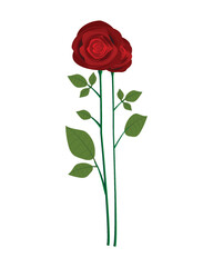 Realistic Rose bouquet illustration
