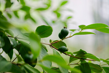 グアバ