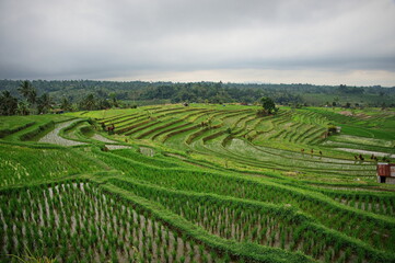 Fototapeta na wymiar Scenic view of beautiful rice fields in Indonesia
