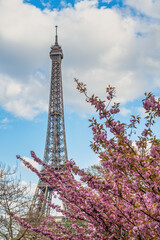 Paris France city skyline at Eiffel Tower with spring cherry blossom flower