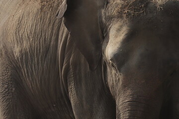 close up of a beautiful and huge female indian elephant (elephas maximus indicus) in kaziranga...