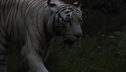 endangered and very rare white color bengal tiger (panthera tigris) with dark and blurred background